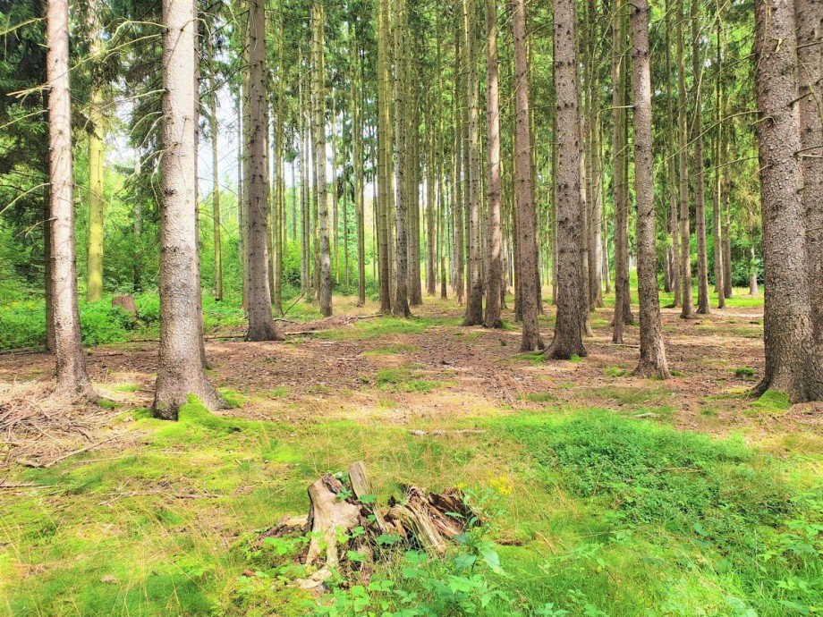  Land- / Forstwirtschaft - Grdst. Ranis
