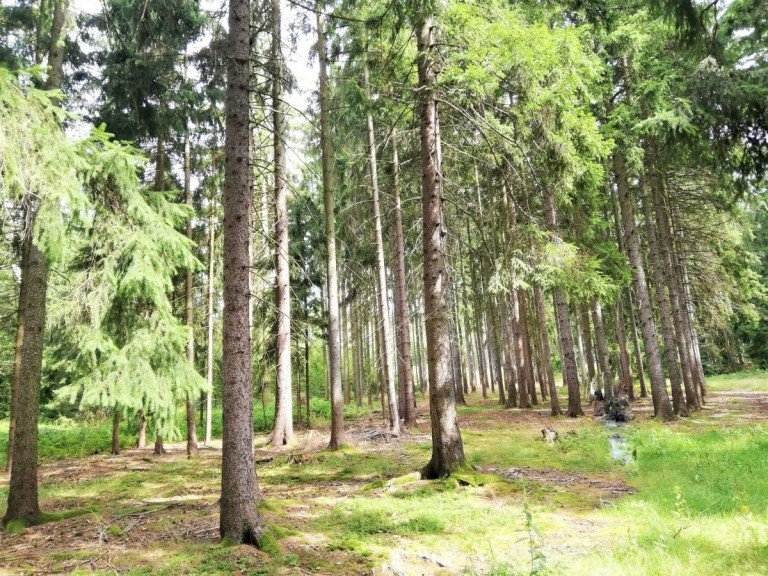  Ranis Land- / Forstwirtschaft - Grdst. Waldgrundst�ck in Ranis